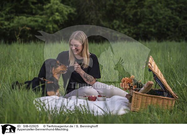 Appenzeller-Sennenhund-Mischling / Appenzell-Mountain-Dog-Mongrel / SIB-02925