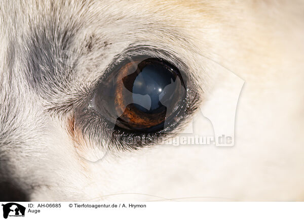Auge / AH-06685