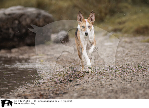 Podenco-Mischling / Podenco-Mongrel / PK-01550