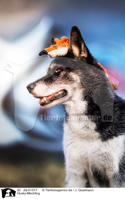 Husky-Mischling / Husky-Mongrel / JQ-01577