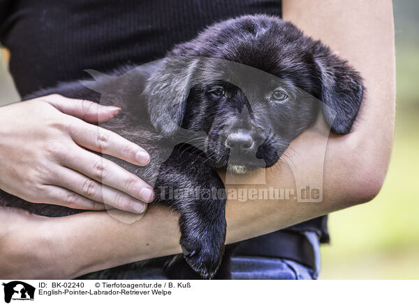 English-Pointer-Labrador-Retriever Welpe / English-Pointer-Labrador-Retriever Puppy / BK-02240
