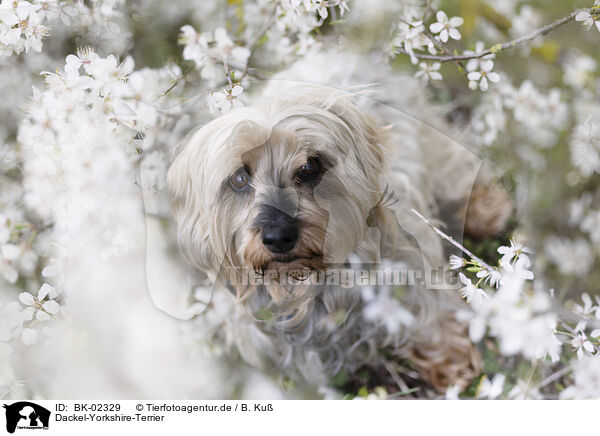 Dackel-Yorkshire-Terrier / Dachshund-Yorkshire-Terrier / BK-02329