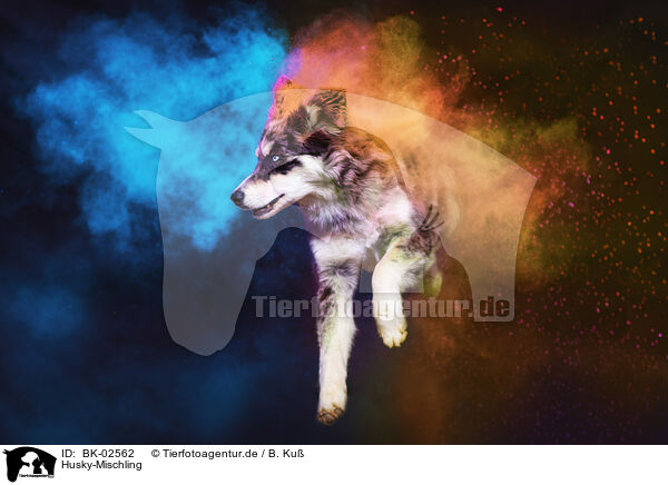 Husky-Mischling / Husky-Mongrel / BK-02562