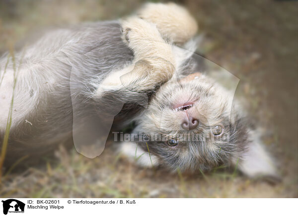 Mischling Welpe / mongrel puppy / BK-02601