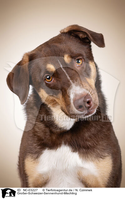 Groer-Schweizer-Sennenhund-Mischling / NC-03227