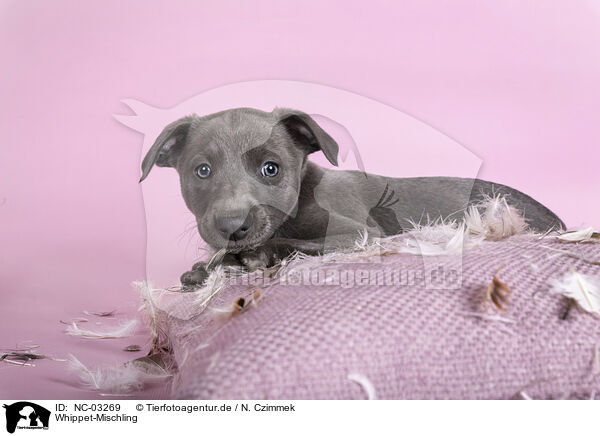 Whippet-Mischling / Sighthound-Mongrel / NC-03269