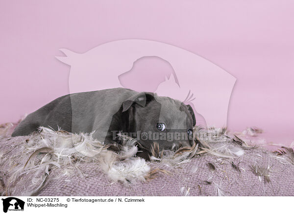 Whippet-Mischling / NC-03275
