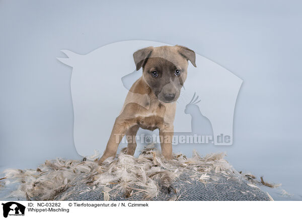 Whippet-Mischling / NC-03282