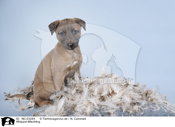 Whippet-Mischling / Sighthound-Mongrel / NC-03284