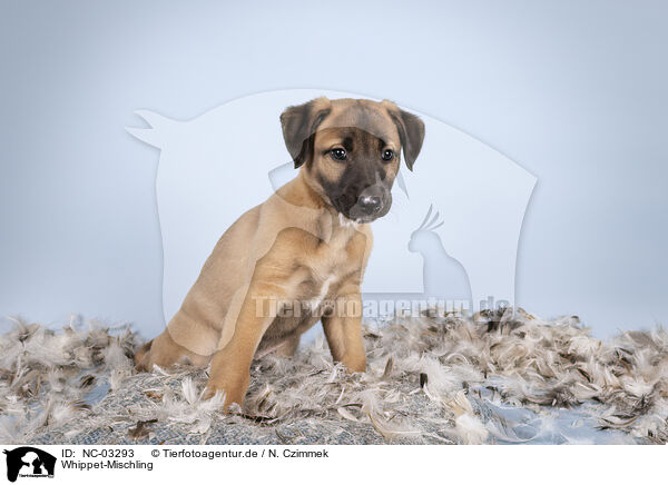 Whippet-Mischling / Sighthound-Mongrel / NC-03293