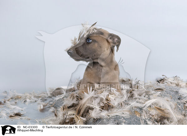 Whippet-Mischling / Sighthound-Mongrel / NC-03300