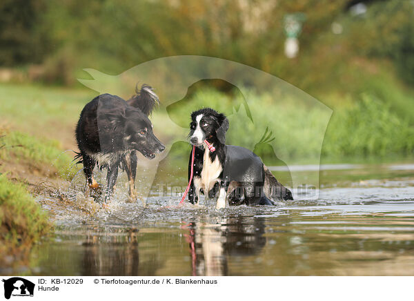 Hunde / dogs / KB-12029