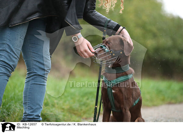 Mischling / mongrel / KB-12657