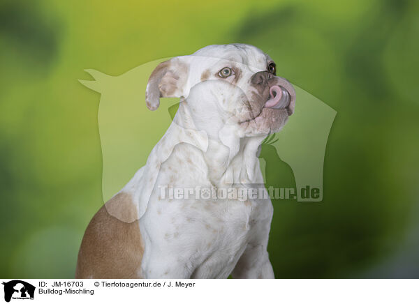 Bulldog-Mischling / Bulldog-Mongrel / JM-16703