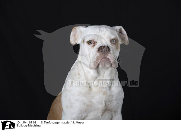 Bulldog-Mischling / Bulldog-Mongrel / JM-16714