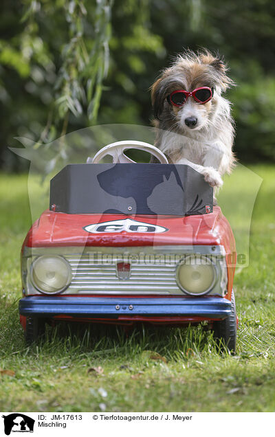Mischling / mongrel / JM-17613