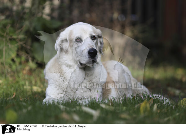 Mischling / mongrel / JM-17620