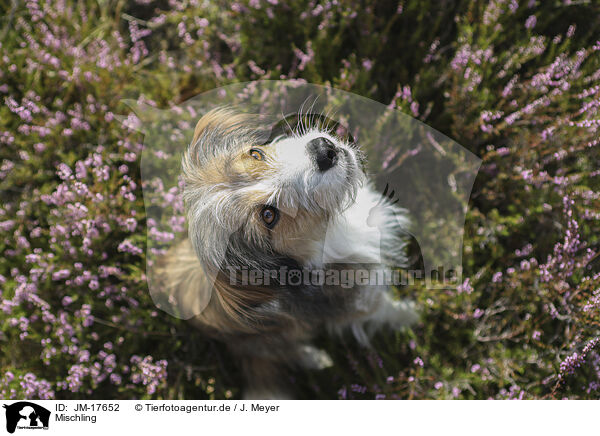 Mischling / mongrel / JM-17652
