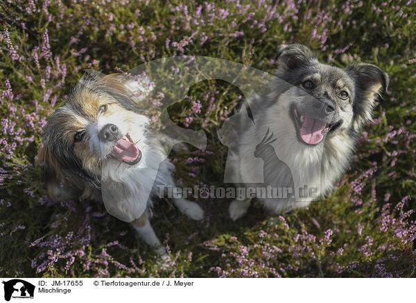 Mischlinge / mongrels / JM-17655