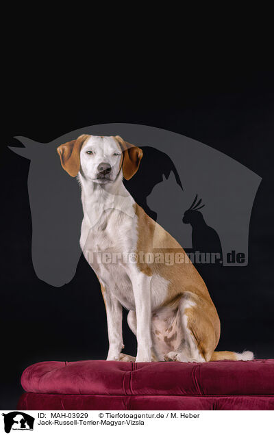 Jack-Russell-Terrier-Magyar-Vizsla / Jack-Russell-Terrier-Magyar-Vizsla / MAH-03929