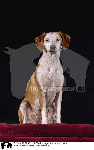 Jack-Russell-Terrier-Magyar-Vizsla / Jack-Russell-Terrier-Magyar-Vizsla / MAH-03930