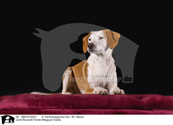 Jack-Russell-Terrier-Magyar-Vizsla / Jack-Russell-Terrier-Magyar-Vizsla / MAH-03931