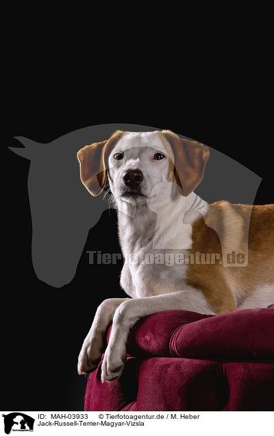 Jack-Russell-Terrier-Magyar-Vizsla / Jack-Russell-Terrier-Magyar-Vizsla / MAH-03933