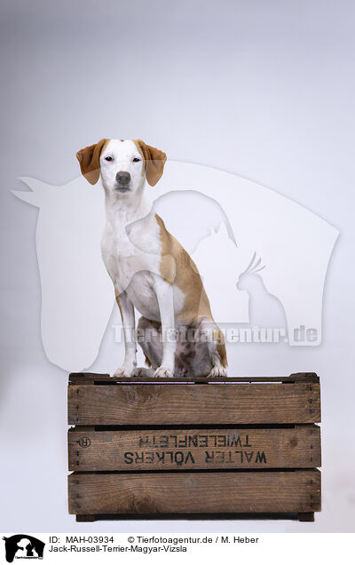 Jack-Russell-Terrier-Magyar-Vizsla / Jack-Russell-Terrier-Magyar-Vizsla / MAH-03934