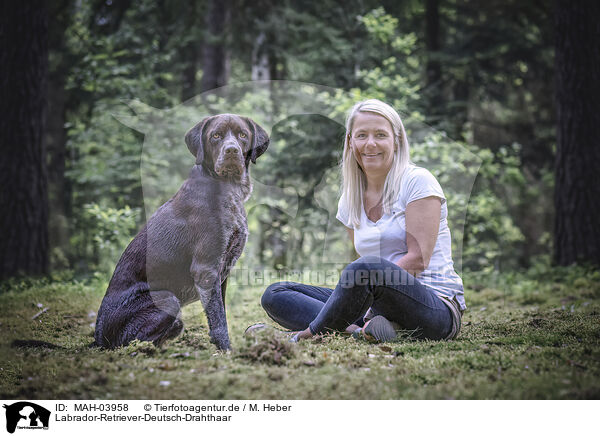 Labrador-Retriever-Deutsch-Drahthaar / Labrador-Retriever-German-wirehaired-Pointer / MAH-03958