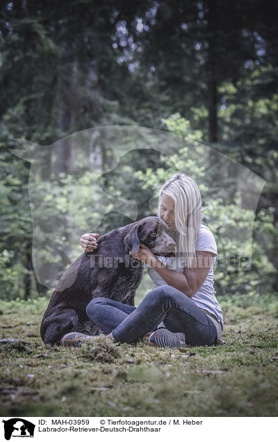 Labrador-Retriever-Deutsch-Drahthaar / Labrador-Retriever-German-wirehaired-Pointer / MAH-03959