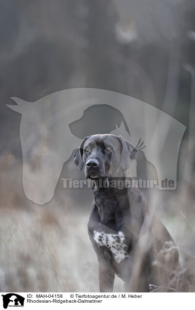 Rhodesian-Ridgeback-Dalmatiner / Rhodesian-Ridgeback-Dalmatian / MAH-04158