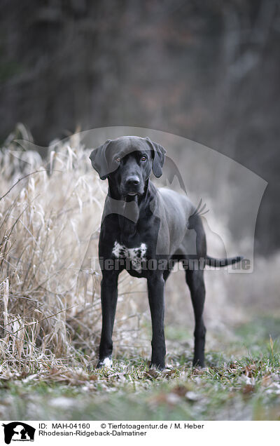 Rhodesian-Ridgeback-Dalmatiner / Rhodesian-Ridgeback-Dalmatian / MAH-04160