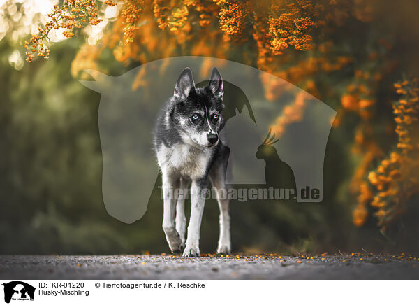 Husky-Mischling / Husky-Mongrel / KR-01220