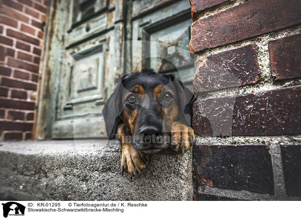 Slowakische-Schwarzwildbracke-Mischling / Slovensky-kopov-mongrel / KR-01295