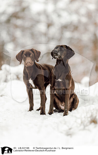 Labrador-Retriever-Deutsch-Kurzhaar / LB-02196