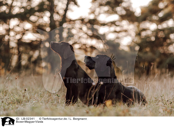Boxer-Magyar-Vizsla / Boxer-Magyar-Vizsla / LB-02341