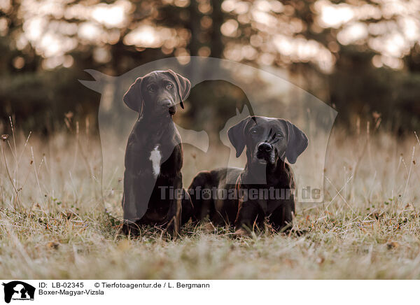 Boxer-Magyar-Vizsla / Boxer-Magyar-Vizsla / LB-02345