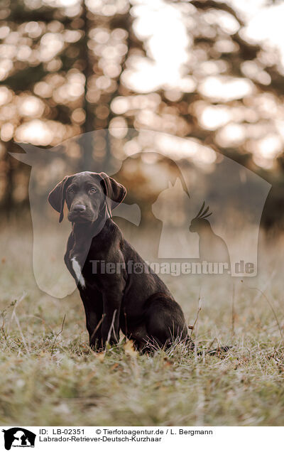 Labrador-Retriever-Deutsch-Kurzhaar / Deutsch-Kurzhaar-Labrador-Retriever / LB-02351