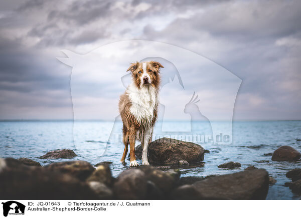 Australian-Shepherd-Border-Collie / Australian-Shepherd-Border-Collie / JQ-01643