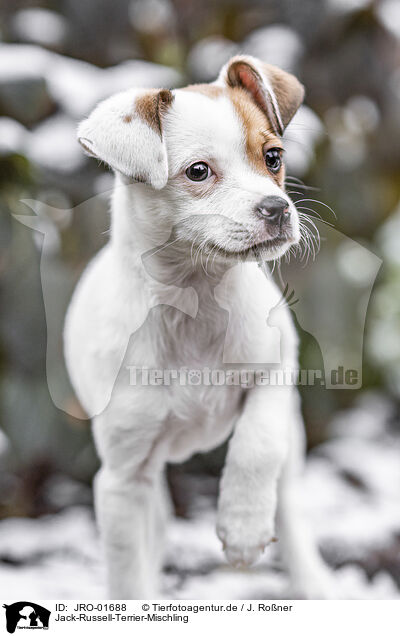 Jack-Russell-Terrier-Mischling / Jack-Russell-Terrier-Mongrel / JRO-01688