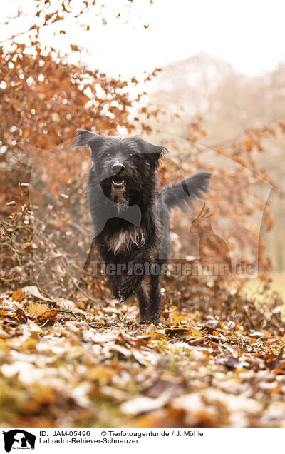 Labrador-Retriever-Schnauzer / Labrador-Retriever-Schnauzer / JAM-05496