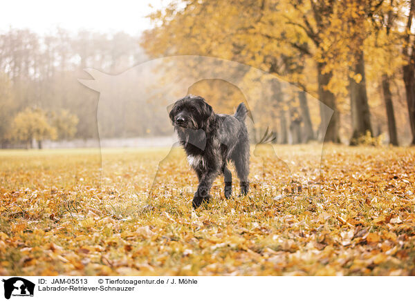 Labrador-Retriever-Schnauzer / Labrador-Retriever-Schnauzer / JAM-05513