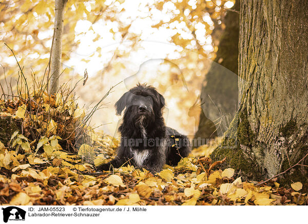 Labrador-Retriever-Schnauzer / Labrador-Retriever-Schnauzer / JAM-05523