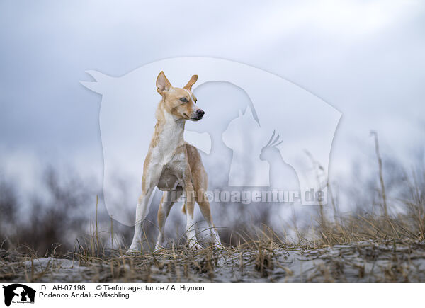 Podenco Andaluz-Mischling / AH-07198