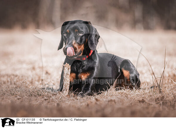 Bracke-Weimaraner / Hound-Weimaraner / CF-01135