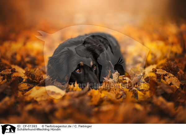 Schferhund-Mischling Hndin / female Shepherd-Mongrel / CF-01393