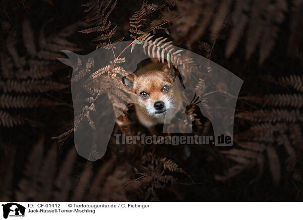 Jack-Russell-Terrier-Mischling / Jack-Russell-Terrier-Mongrel / CF-01412