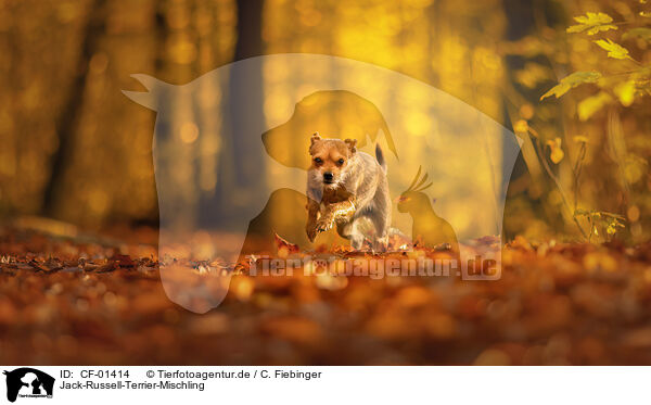 Jack-Russell-Terrier-Mischling / CF-01414