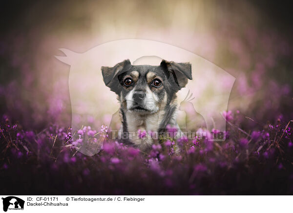 Dackel-Chihuahua / Dachshund-Chihuahua / CF-01171