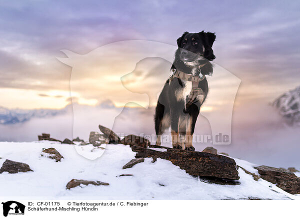 Schferhund-Mischling Hndin / CF-01175